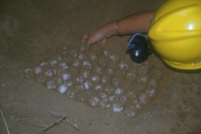 rtw982746